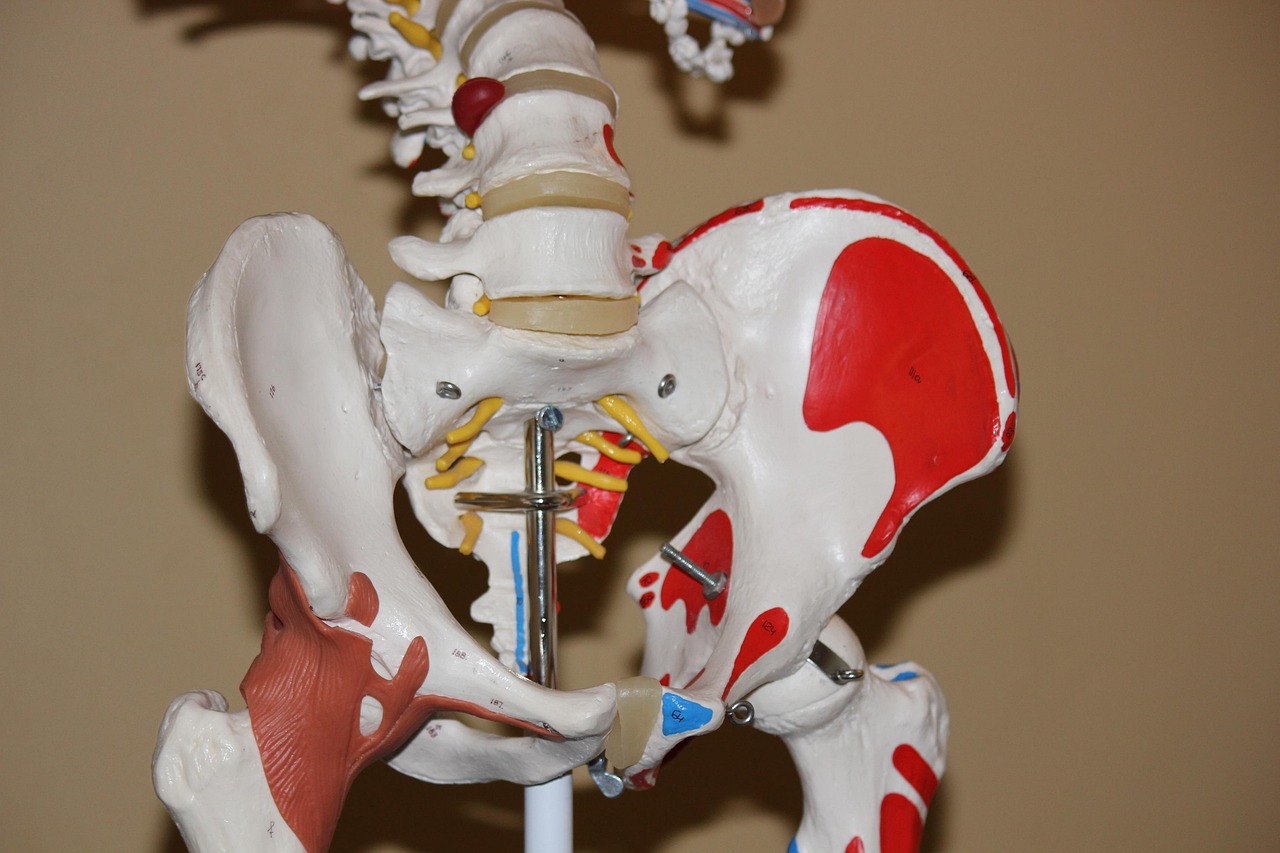 hip joint anatomy model illustration